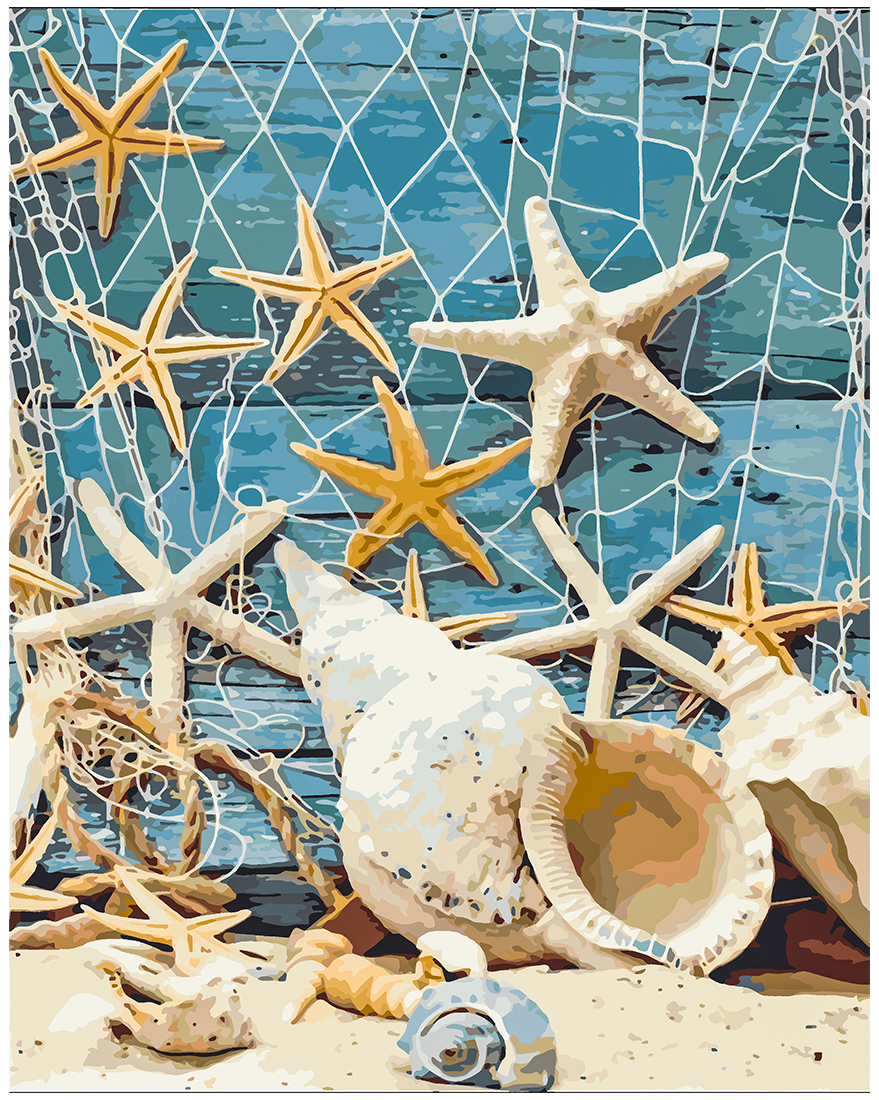 Exquisite Seashell Collection - Natural Beach Decor