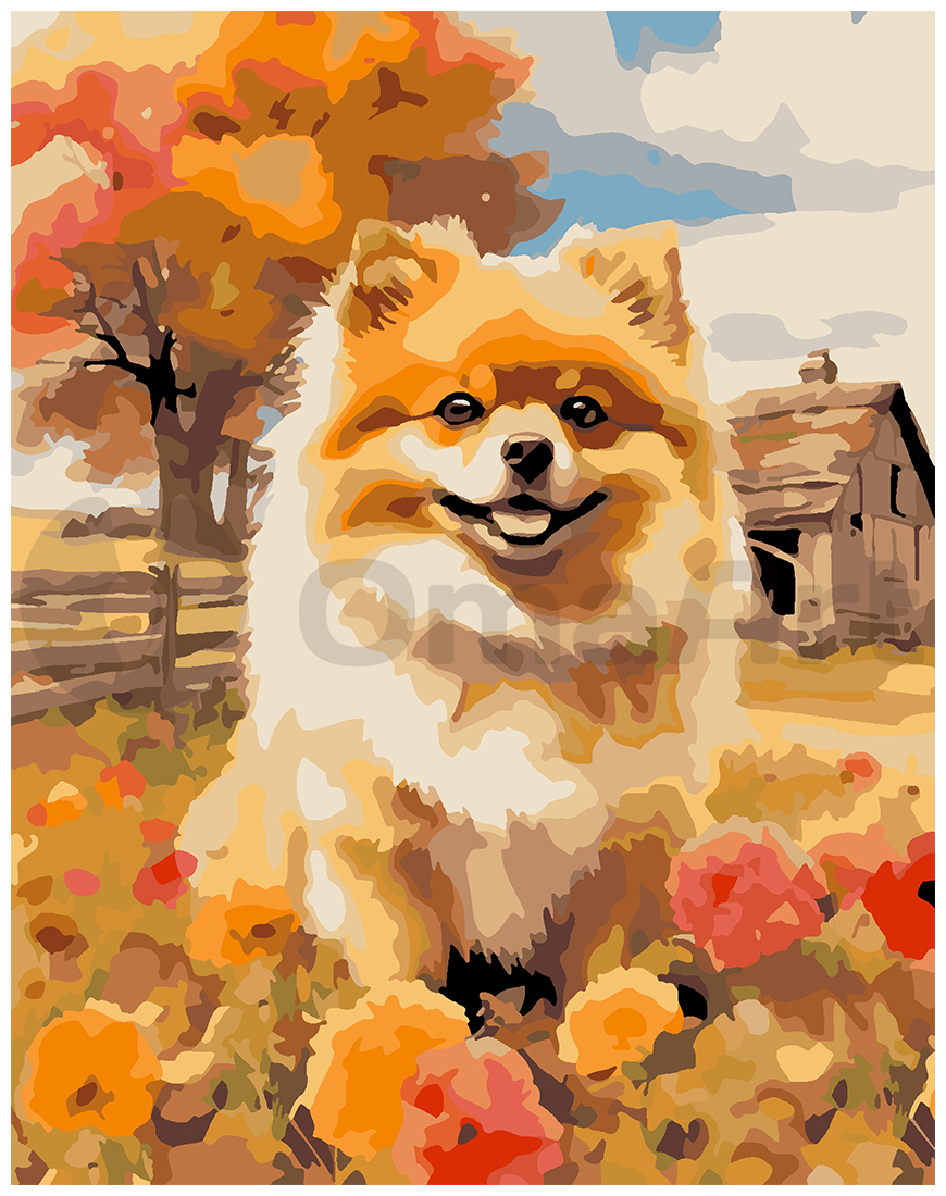 Pomeranian Spitz