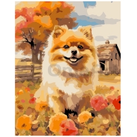 Pomeranian Spitz