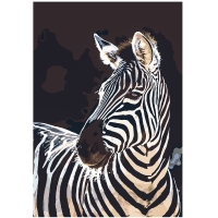 Zebras 50x35