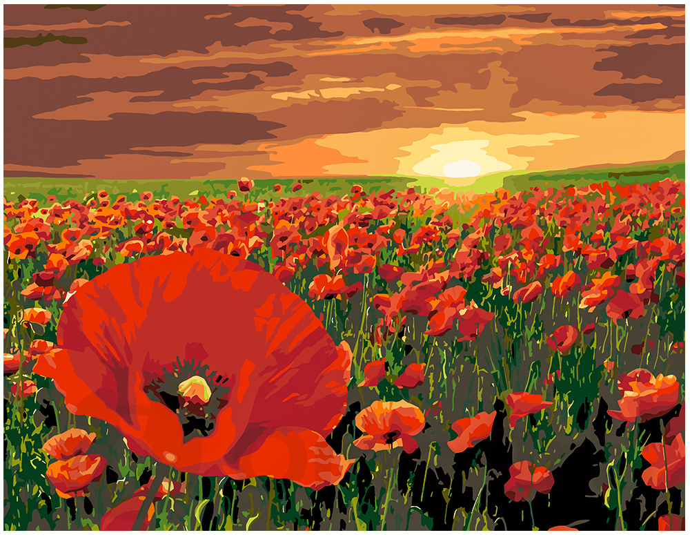 Evening poppy field