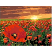 Evening poppy field