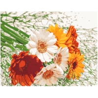 Gerberas