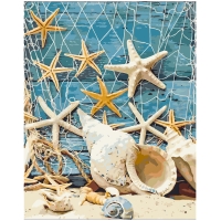 Exquisite Seashell Collection - Natural Beach Decor