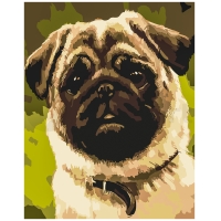 Pug